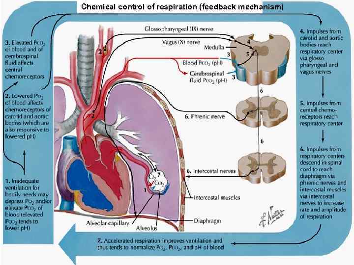 Chemical control of respiration (feedback mechanism) Chemical control of respiration (feedback mechanism)