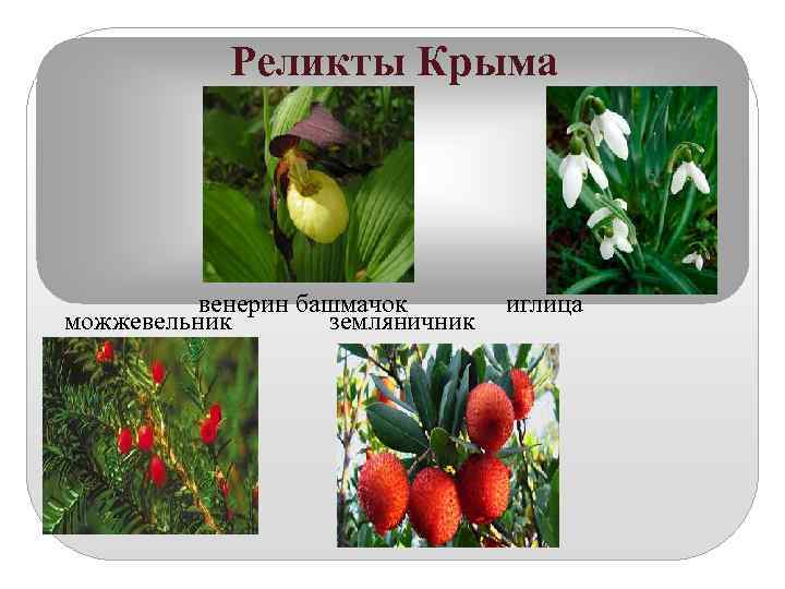     Реликты Крыма      венерин башмачок 