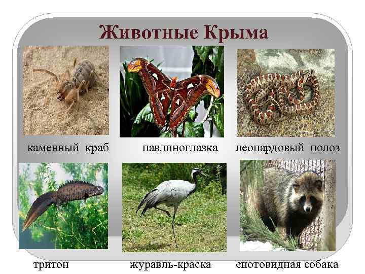    Животные Крыма   каменный краб  павлиноглазка леопардовый полоз 