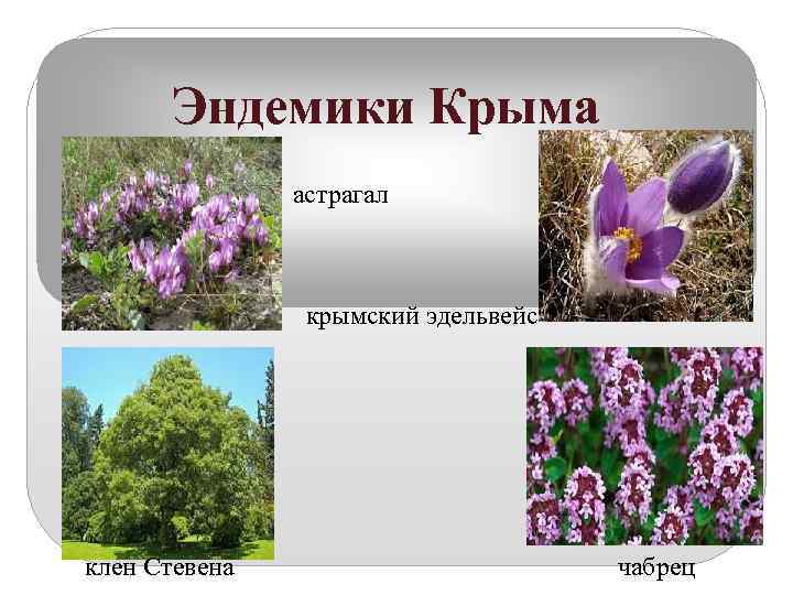     Эндемики Крыма     астрагал   