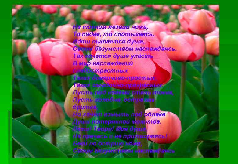 На тонком лезвии ножа, То падая, то спотыкаясь, Идти пытается душа, Своим безумством наслаждаясь.