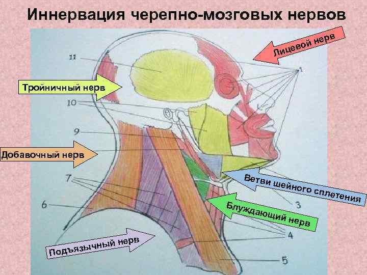 Рисунки по неврологии