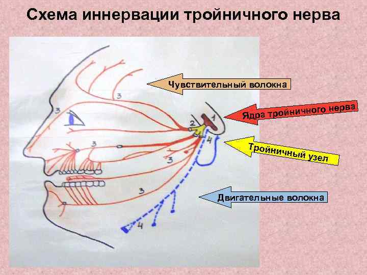 Тройничный нерв схема