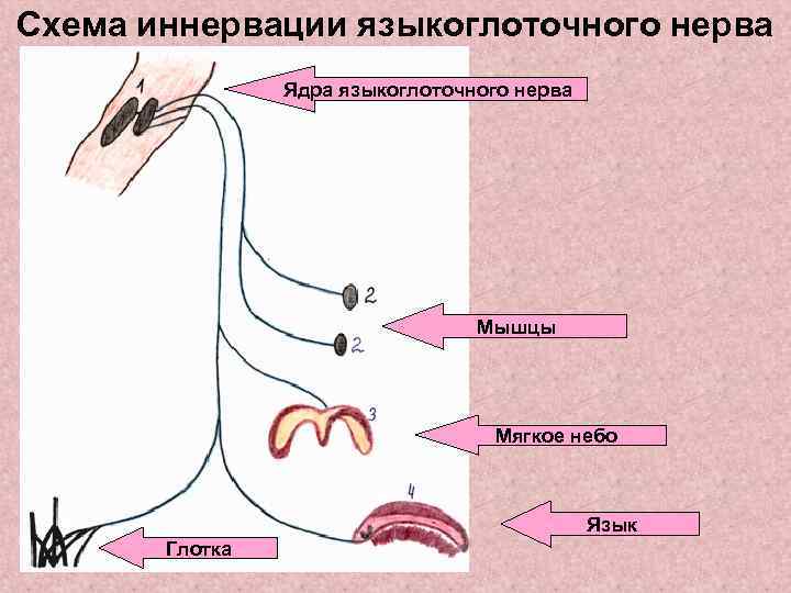 Языкоглоточный нерв схема