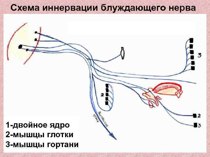 Схема иннервации лицевого нерва