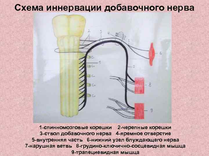 Добавочный нерв неврология презентация