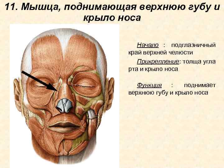 11. Мышца, поднимающая верхнюю губу и    крыло носа   