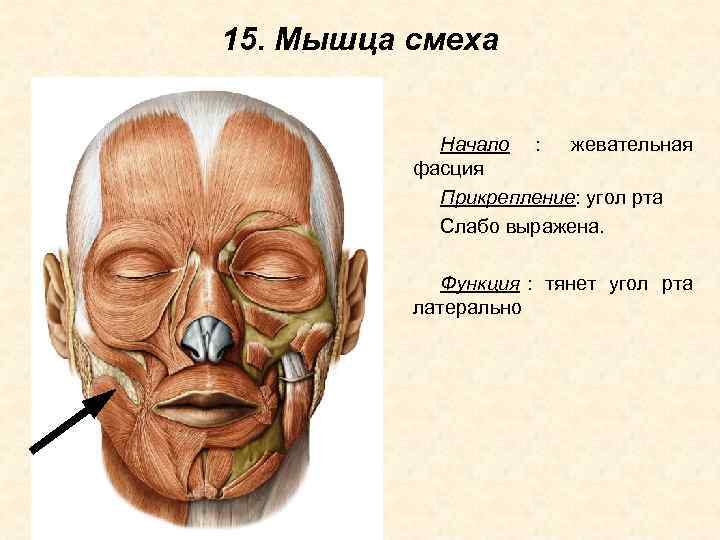 15. Мышца смеха    Начало : жевательная  фасция   Прикрепление: