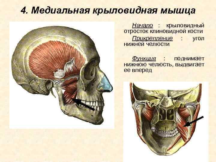 4. Медиальная крыловидная мышца     Начало : крыловидный   