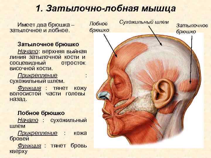   1. Затылочно-лобная мышца      Лобное  Сухожильный шлем