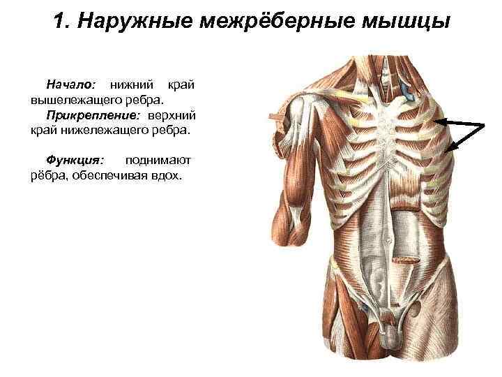   1. Наружные межрёберные мышцы  Начало: нижний край вышележащего ребра.  Прикрепление: