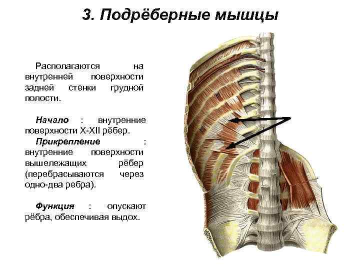    3. Подрёберные мышцы Располагаются  на внутренней  поверхности задней 