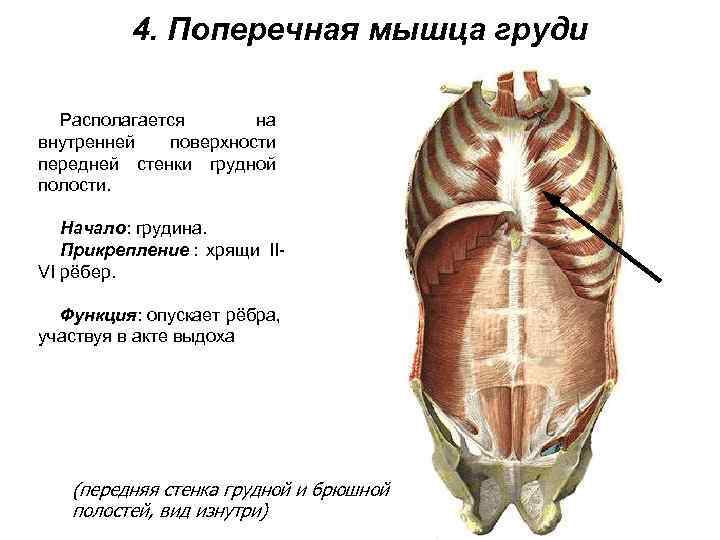    4. Поперечная мышца груди  Располагается  на внутренней  поверхности