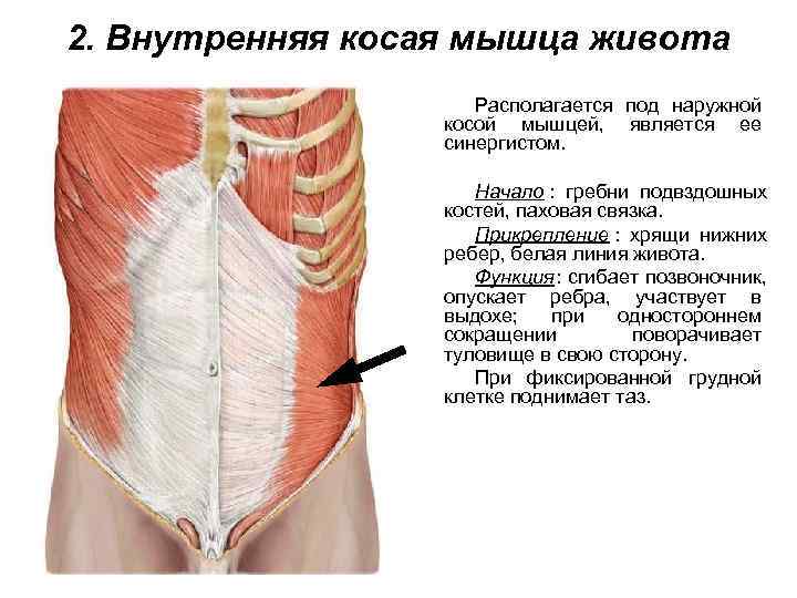 2. Внутренняя косая мышца живота     Располагается под наружной  
