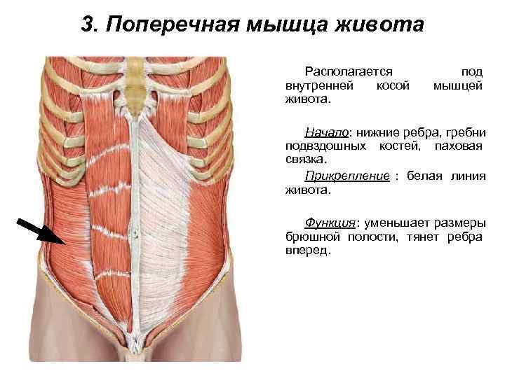 3. Поперечная мышца живота    Располагается   под   