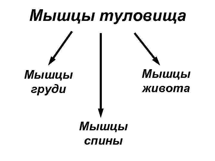 Мышцы туловища  Мышцы груди  живота  Мышцы  спины 