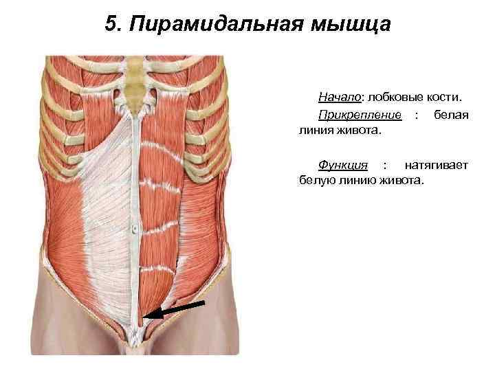 5. Пирамидальная мышца    Начало: лобковые кости.    Прикрепление :