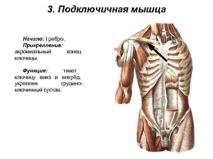  3. Подключичная мышца Начало: I ребро. Прикрепление: акромиальный  конец ключицы. Функция: