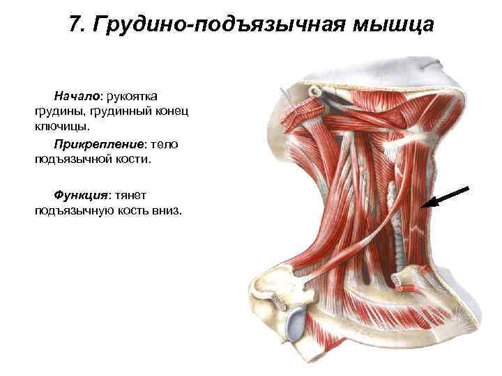  7. Грудино-подъязычная мышца Начало: рукоятка грудины, грудинный конец ключицы. Прикрепление: тело подъязычной кости.
