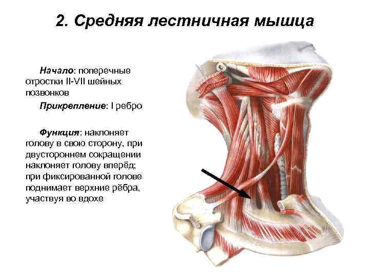  2. Средняя лестничная мышца Начало: поперечные отростки II-VII шейных позвонков  Прикрепление: I