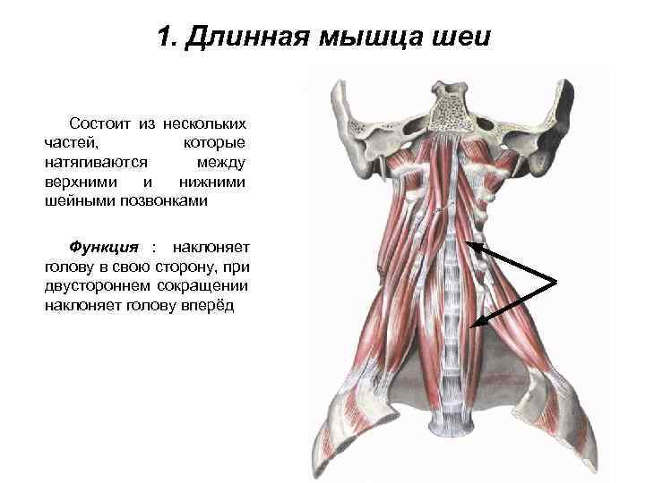    1. Длинная мышца шеи Состоит из нескольких частей,  которые натягиваются
