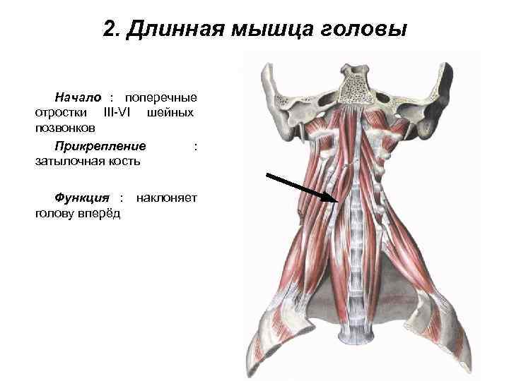    2. Длинная мышца головы Начало : поперечные отростки III-VI шейных позвонков