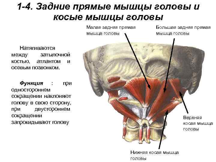 1 -4. Задние прямые мышцы головы и   косые мышцы головы 