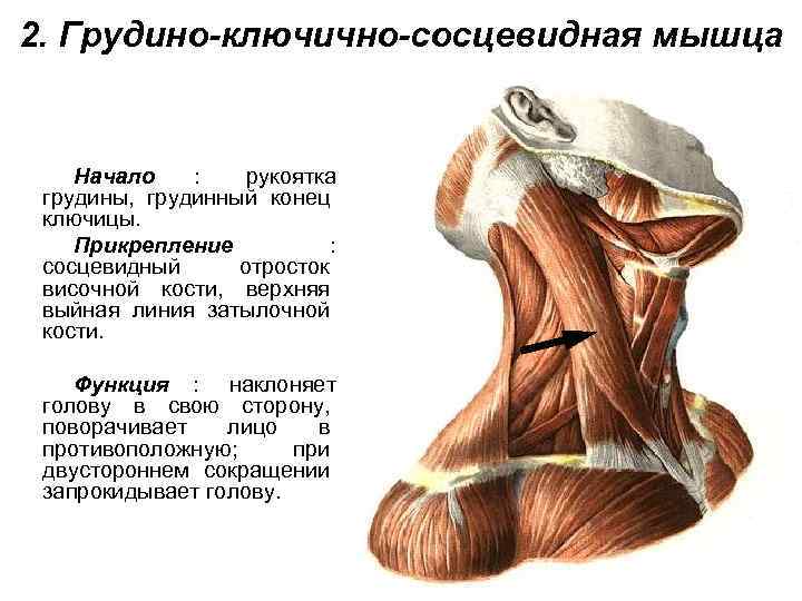 2. Грудино-ключично-сосцевидная мышца  Начало  : рукоятка грудины, грудинный конец ключицы. Прикрепление 