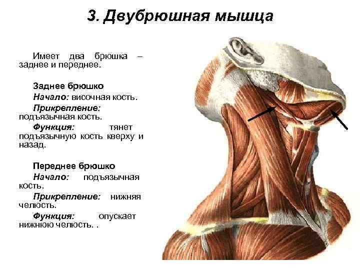    3. Двубрюшная мышца Имеет два брюшка – заднее и переднее. Заднее