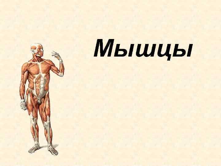 Мышцы 