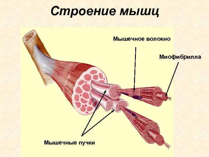  Строение мышц   Мышечное волокно      Миофибрилла Мышечные