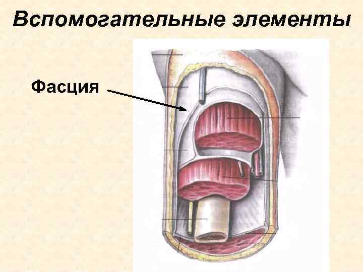 Вспомогательные элементы  Фасция 