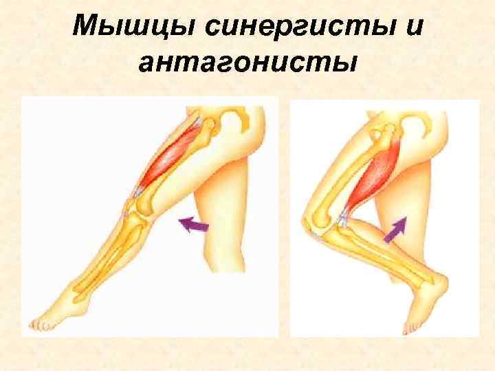 Мышцы синергисты и  антагонисты 