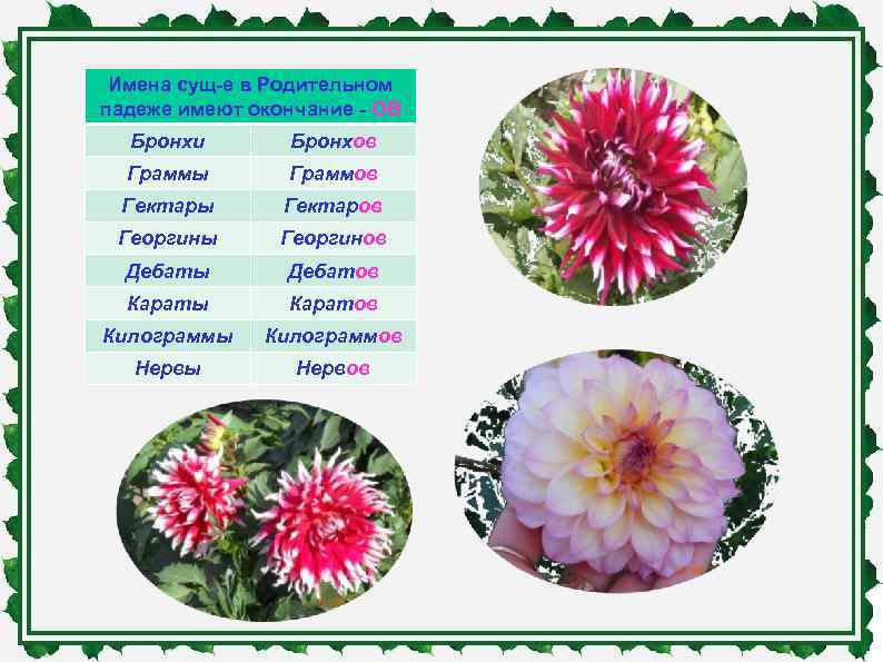  Имена сущ-е в Родительном падеже имеют окончание - ОВ  Бронхи  