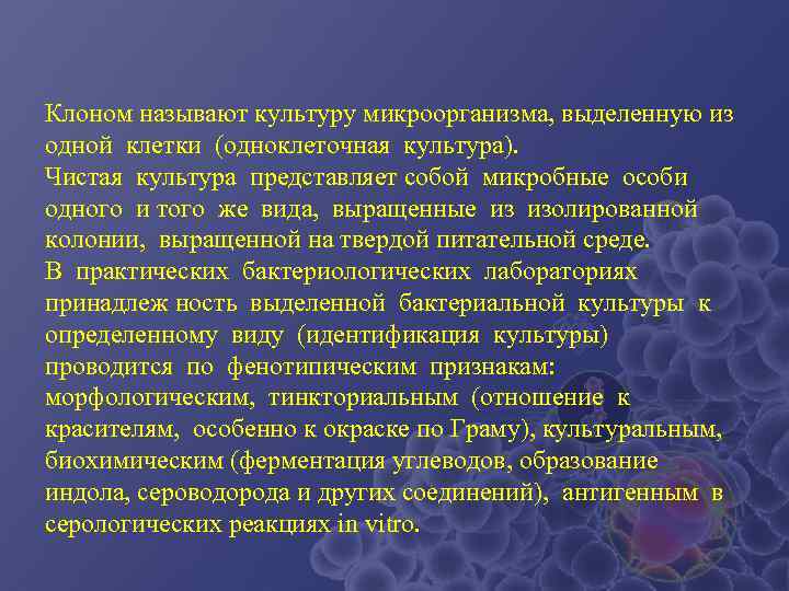 Культурой называется. Чистая культура микроорганизмов это. Культура это микробиология. Чистая культура это.