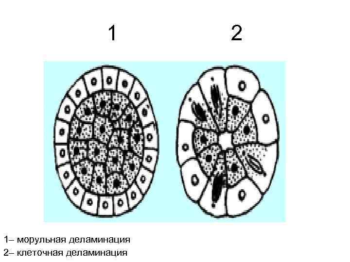     1  2 1– морульная деламинация 2– клеточная деламинация 