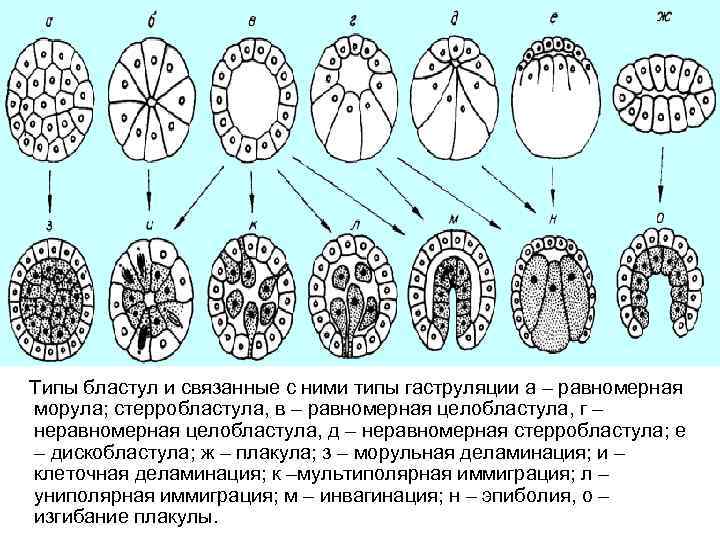 Типы бластул и связанные с ними типы гаструляции а – равномерная морула; стерробластула, в