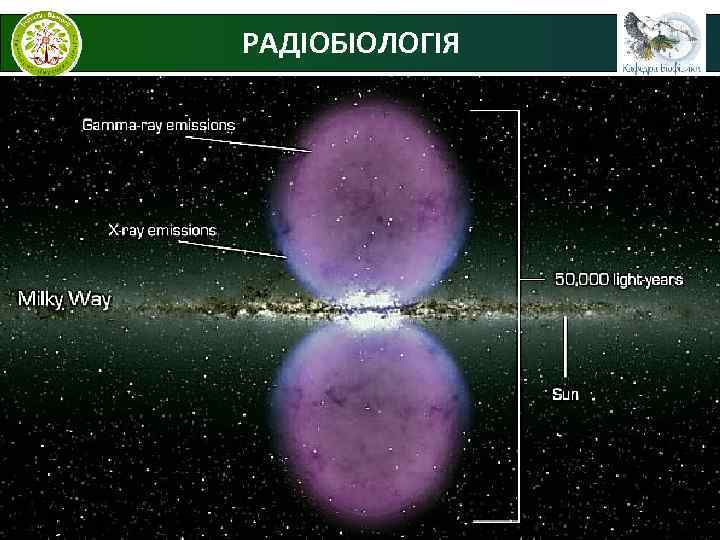 РАДІОБІОЛОГІЯ     © В. С. Мартинюк 