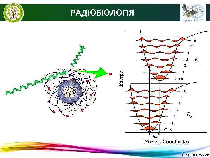 РАДІОБІОЛОГІЯ     © В. С. Мартинюк 