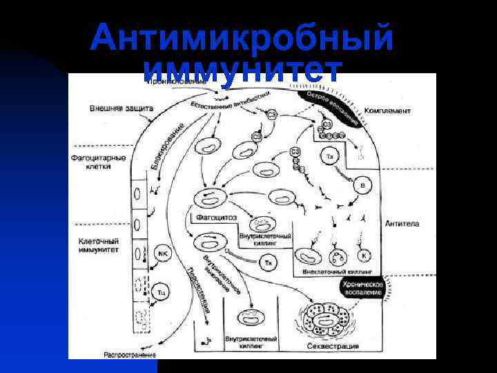 Антимикробный  иммунитет 