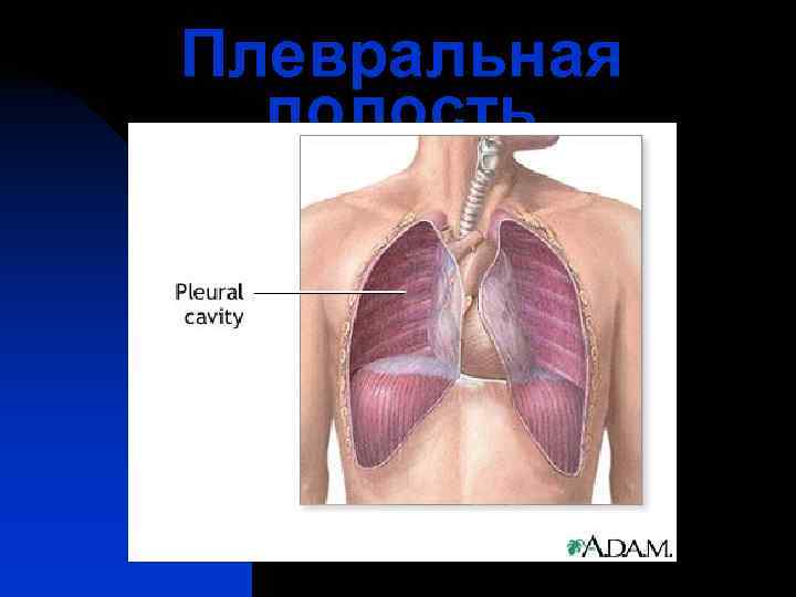 Плевральная  полость 