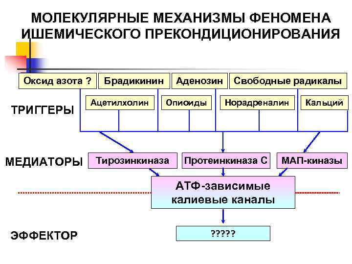 МОЛЕКУЛЯРНЫЕ МЕХАНИЗМЫ ФЕНОМЕНА ИШЕМИЧЕСКОГО ПРЕКОНДИЦИОНИРОВАНИЯ Оксид азота ? Брадикинин Аденозин  Свободные радикалы