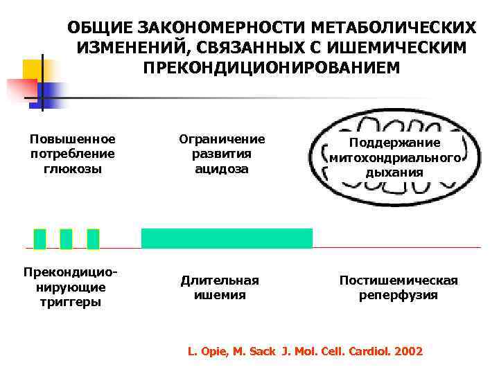  ОБЩИЕ ЗАКОНОМЕРНОСТИ МЕТАБОЛИЧЕСКИХ  ИЗМЕНЕНИЙ, СВЯЗАННЫХ С ИШЕМИЧЕСКИМ   ПРЕКОНДИЦИОНИРОВАНИЕМ  Повышенное
