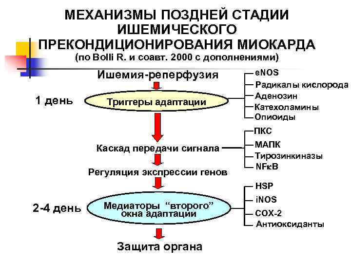   МЕХАНИЗМЫ ПОЗДНЕЙ СТАДИИ   ИШЕМИЧЕСКОГО ПРЕКОНДИЦИОНИРОВАНИЯ МИОКАРДА   (по Bolli