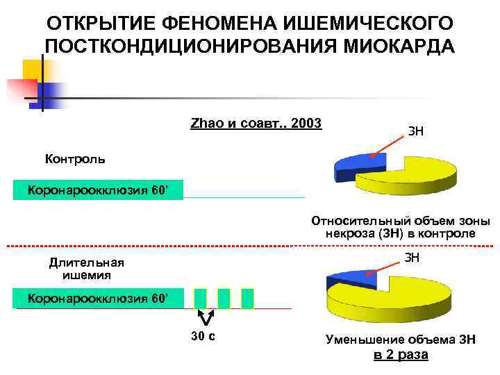  ОТКРЫТИЕ ФЕНОМЕНА ИШЕМИЧЕСКОГО  ПОСТКОНДИЦИОНИРОВАНИЯ МИОКАРДА     Zhao и соавт.