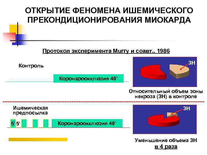   ОТКРЫТИЕ ФЕНОМЕНА ИШЕМИЧЕСКОГО   ПРЕКОНДИЦИОНИРОВАНИЯ МИОКАРДА   Протокол эксперимента Murry