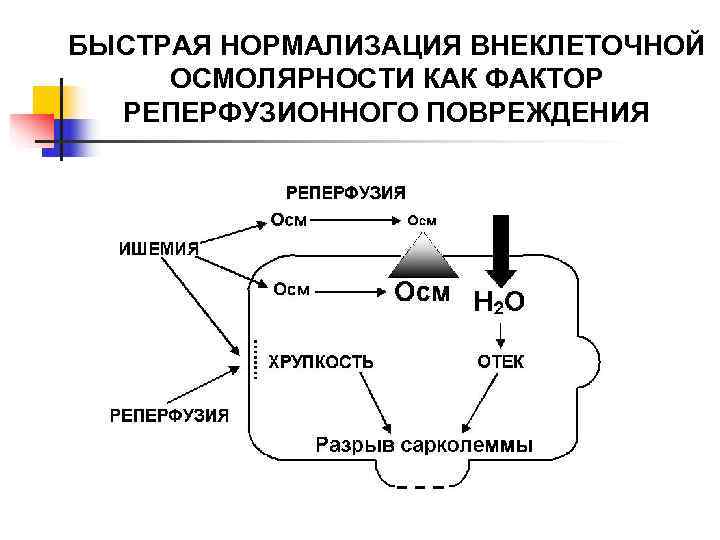 БЫСТРАЯ НОРМАЛИЗАЦИЯ ВНЕКЛЕТОЧНОЙ ОСМОЛЯРНОСТИ КАК ФАКТОР  РЕПЕРФУЗИОННОГО ПОВРЕЖДЕНИЯ 