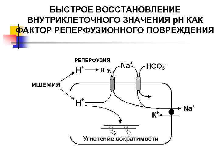  БЫСТРОЕ ВОССТАНОВЛЕНИЕ  ВНУТРИКЛЕТОЧНОГО ЗНАЧЕНИЯ р. Н КАК ФАКТОР РЕПЕРФУЗИОННОГО ПОВРЕЖДЕНИЯ 