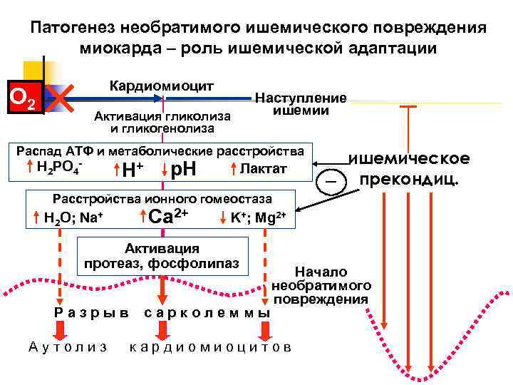  Патогенез необратимого ишемического повреждения  миокарда – роль ишемической адаптации   