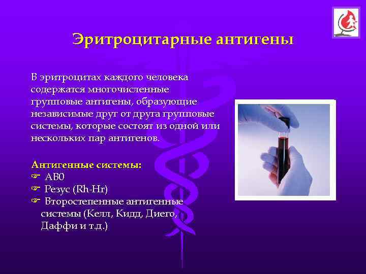   Эритроцитарные антигены В эритроцитах каждого человека содержатся многочисленные групповые антигены, образующие независимые